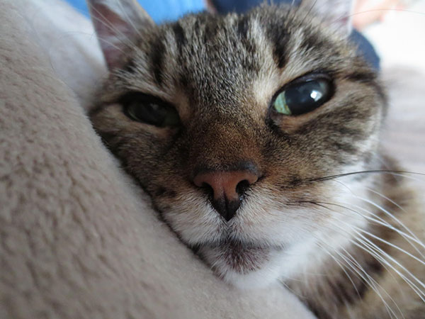 Schiemanns Katze